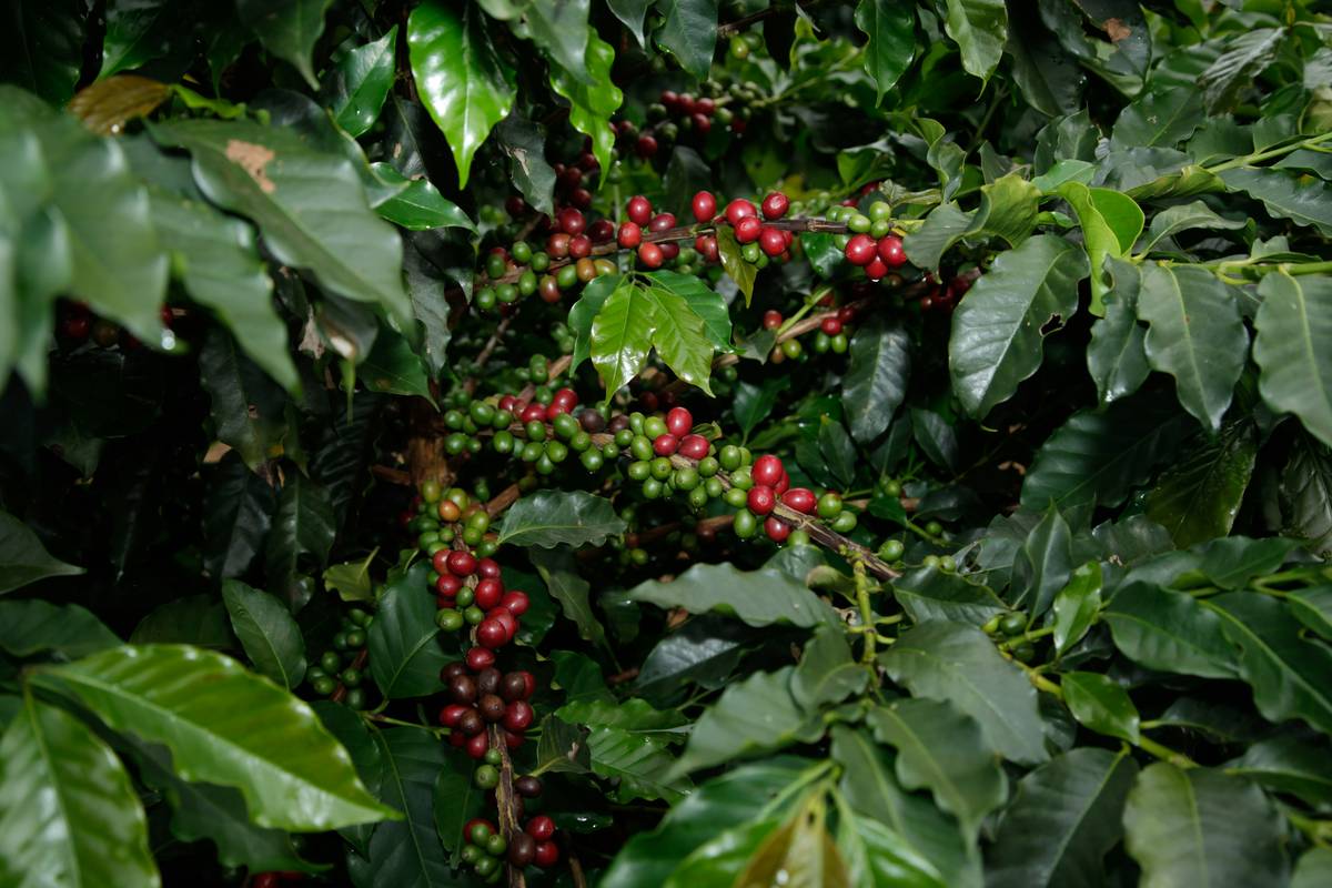 Freshly brewed cup from trusted organic coffee brands uk showing rich crema and sustainable packaging